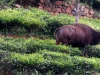 davidson_2020-tourism-buffalo