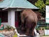 davidson_2020-tourism-elephant-a