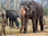 davidson_2020-tourism-elephant-d