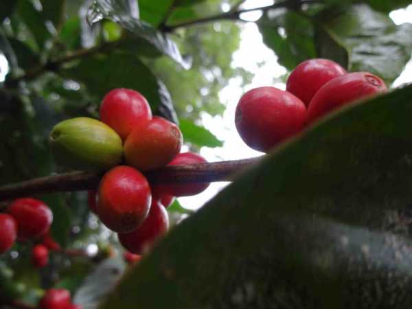 vidyodaya_coffee_red_beans_web