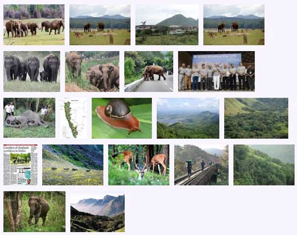 west_ghats_ecology_animals_screenshot_01