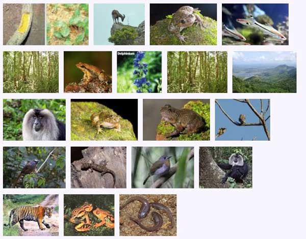 west_ghats_ecology_animals_screenshot_02